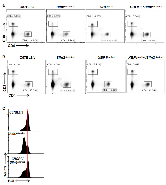 CHOP or XBP1 deficiency rescues the death of