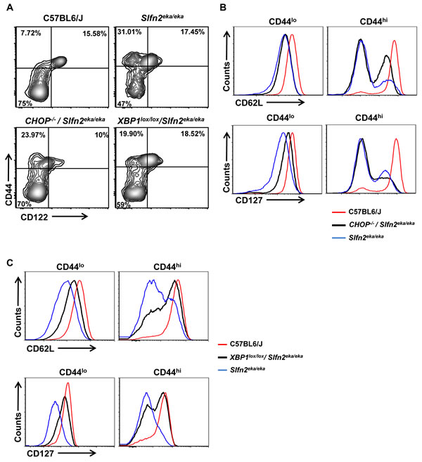 CHOP or XBP1 deficiency partially rescues the semiactivated phenotype of