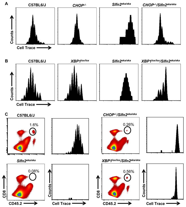 CHOP or XBP1 deficiency partially rescues