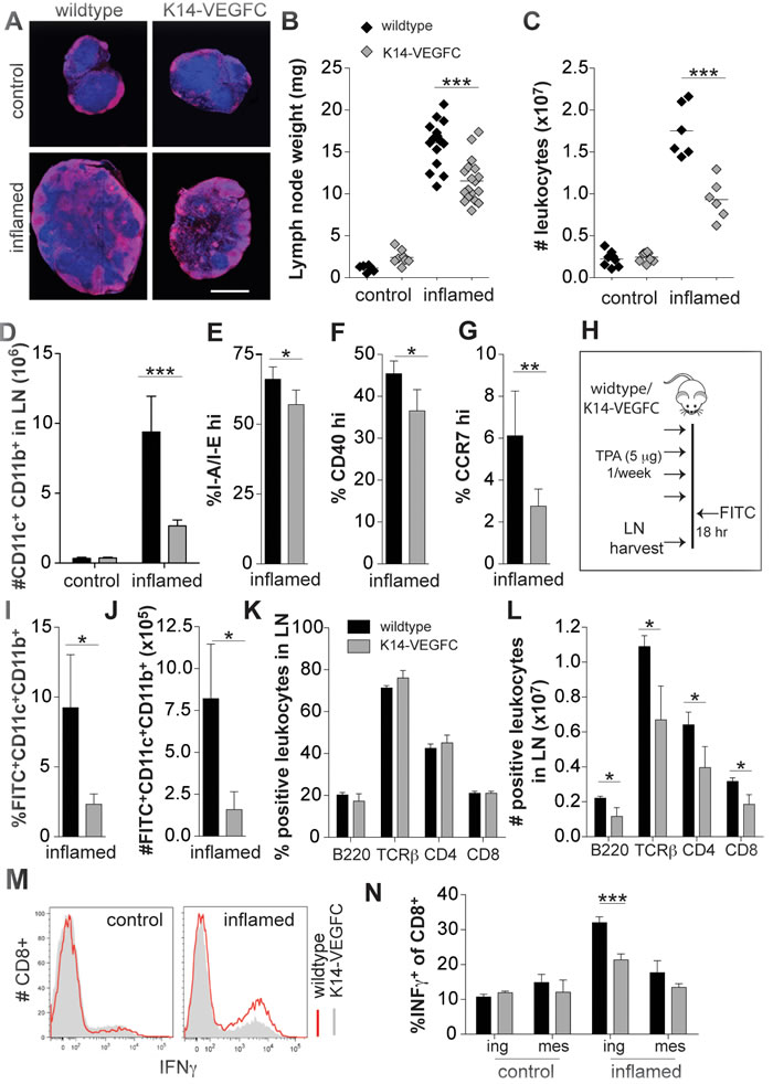 A reduced inflammatory response is observed in skin-draining inguinal LNs of K14-VEGFC mice.