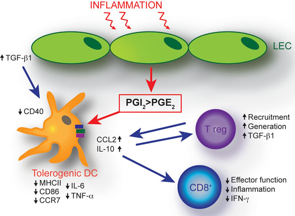 Schematic of proposed mechanisms of LEC-mediated dendritic cell modulation.