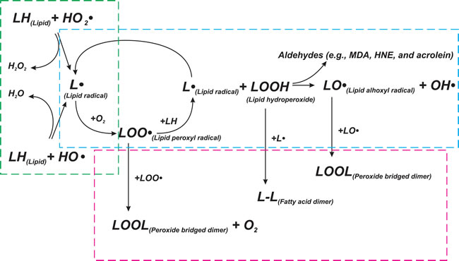 Scheme of lipid peroxidation chain reaction.