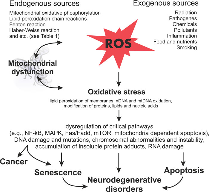 Schematic diagram illustrating the harmful effects of ROS on the cellular processes and subsequent outcomes.