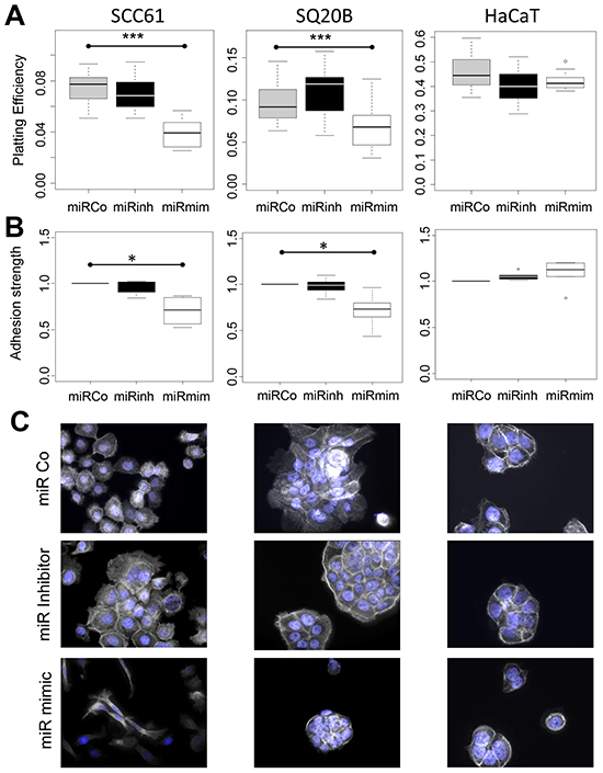 MiR-422a modulates adhesion of SCC61 and SQ20B cells.