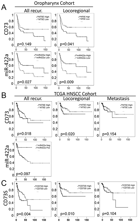 MiR-422a and CD73 expression levels are predictive of loco(regional) recurrence in two independent cohorts.