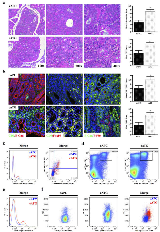 TGFBR-Deficiency Increases Tumor Associated Inflammation in Conditional APC &#x394;468 Driven Colon Carcinogenesis.