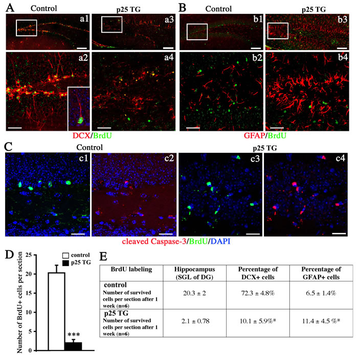 Differentiation and survival of proliferating neural cells.