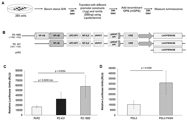 Role of cis-acting factors in transcriptional regulation of the COX-2 and FASN promoter by recombinant OPG.