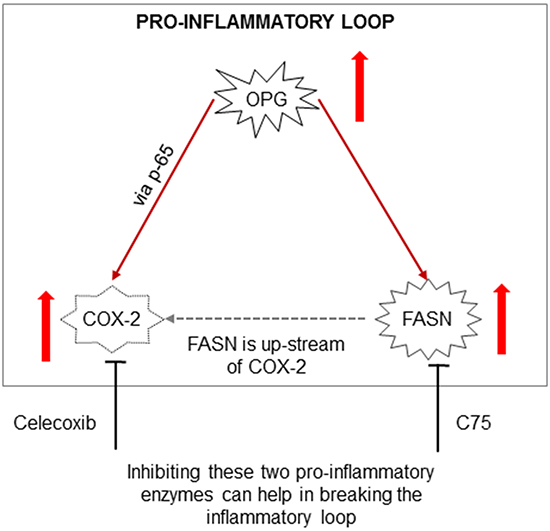 Schematic model depicting the potential pro-inflammatory loop in breast cancer cells.