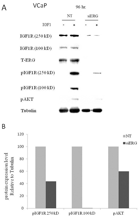 Effect of T-ERG expression on IGF1R downstream mediators.
