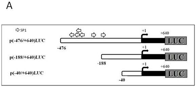 Deletion analysis of T-ERG effect on IGF1R promoter activity.