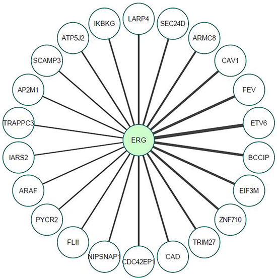 Proteomic analysis of TMPRSS2-ERG interactors, as determined by mass spectrometry.