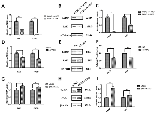 FADD regulated FAK expression in MEF cells.