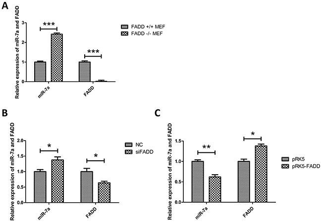 Expression of miR-7a was up-regulated in FADD-/- MEFs.