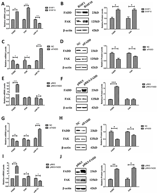 FADD regulated FAK and miR-7a expression in B16F10 and B16F1 melanoma cells.