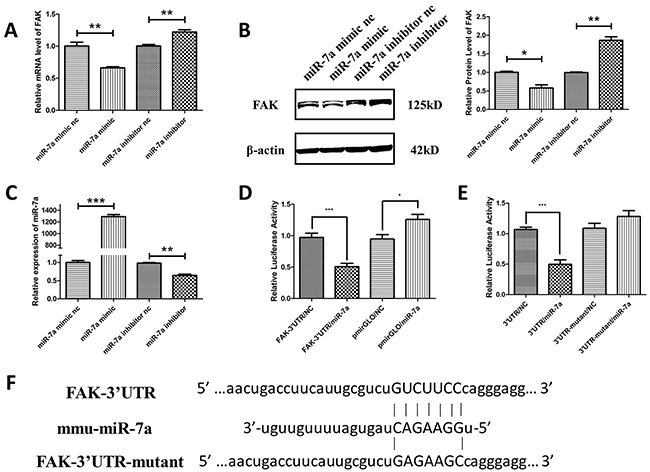 FAK was the target gene of miR-7a in murine melanoma B16F10 cells.