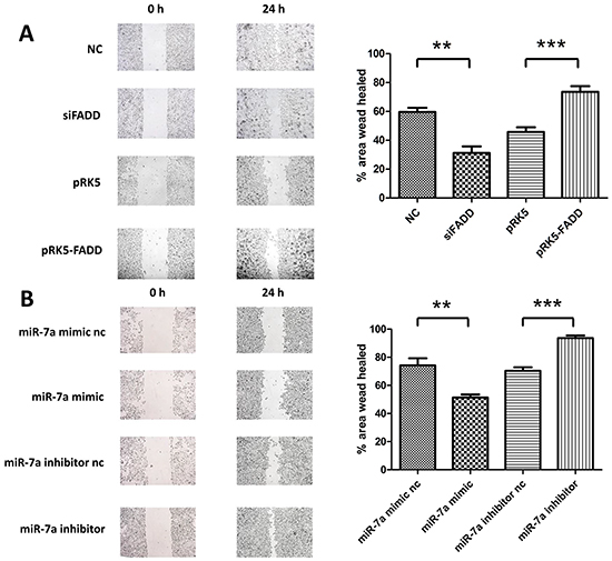 FADD promoted cell migration in murine melanoma cells while miR-7a inhibited it.