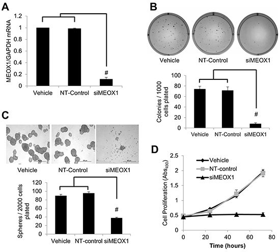 MEOX1 functionally regulates mesenchymal bulk cell proliferation and breast cancer stem cell characteristics in vitro.