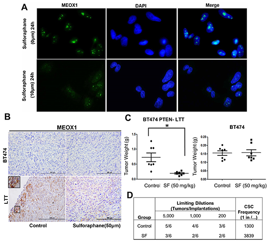 Down-regulation of MEOX1 by sulforaphane in vitro and in vivo is associated with reduced frequency of BCSCs and inhibition of tumor growth in vivo.
