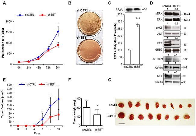 Depletion of SET results in the reduction of cell proliferation and clonogenic growth in AML.