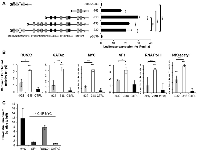RUNX1, GATA2, SP1, MYC and RNA Pol II co-localize on the SET minimal functional promoter region (-318bp-TSS).
