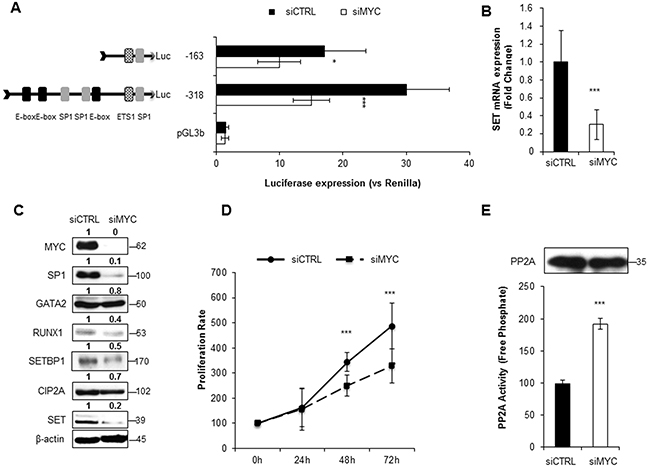 MYC depletion significantly reduces SET transcription and re-activates PP2A in AML.