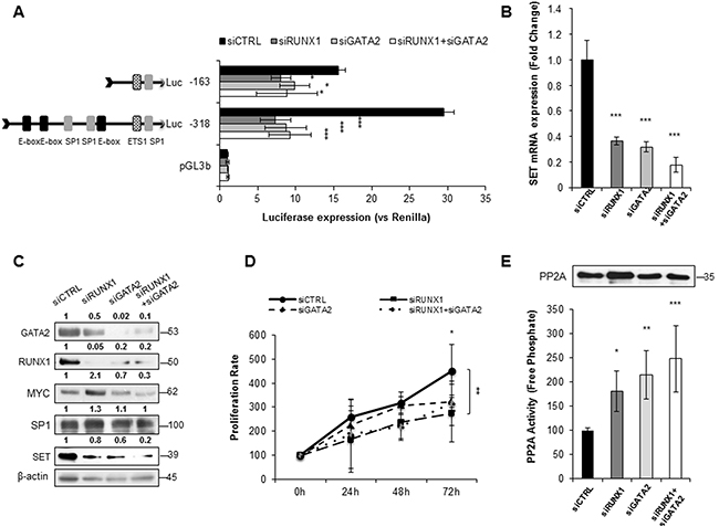 RUNX1 and GATA2 co-activate the expression of SET, and inactivate PP2A in AML.