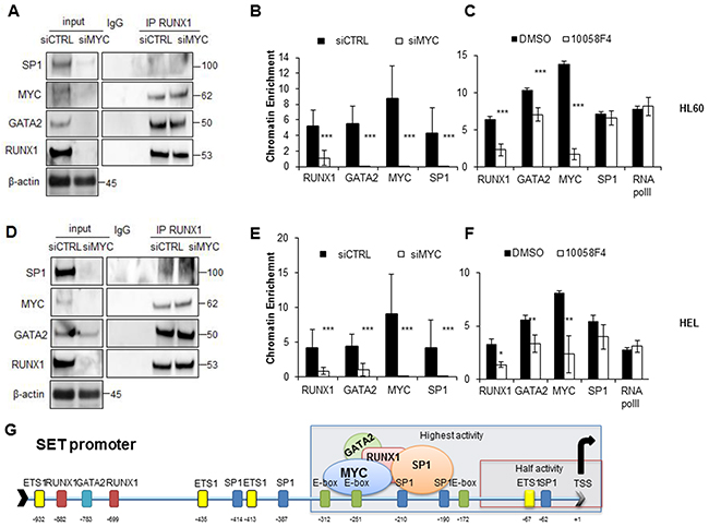 SET transcriptional regulation in AML is MYC-dependent.