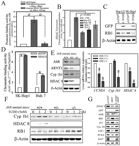 AHR physiologically regulates HDAC8 expression in normal mouse hepatocytes.