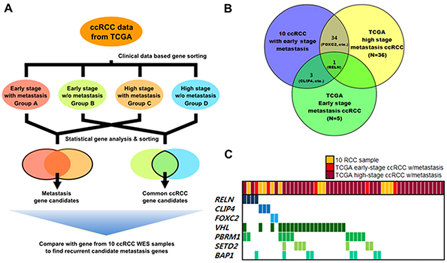 Analysis flow and results of metastasis-associated gene selection.