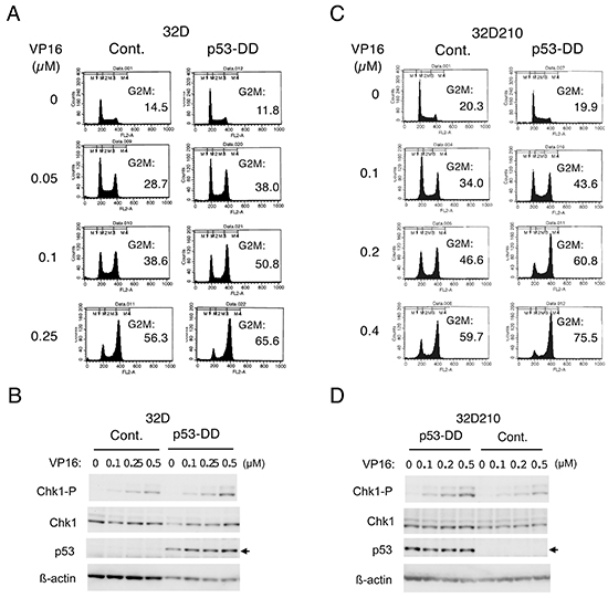 A dominant negative mutant of p53, p53-DD, enhances Chk1-mediated G2/M checkpoint activation induced by chemotherapeutics in hematopoietic cells.