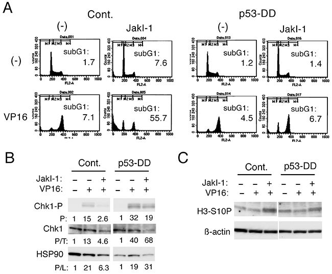 p53 may play a role in inhibition of Chk1-mediated G2/M checkpoint activation by the Jak kinase inhibitor JakI-1 in etoposide-treated cells.
