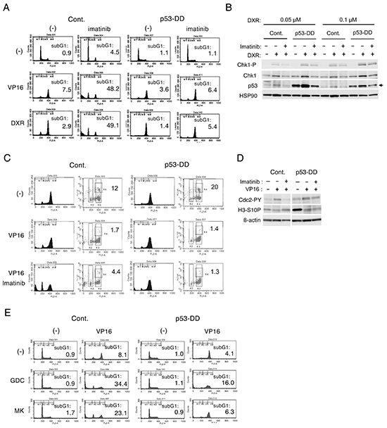 p53 may play a role in inhibition of Chk1-mediated G2/M checkpoint activation by imatinib in BCR/ABL-expressing cells treated with chemotherapeutics.