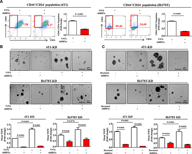 HIF2&#x03B1; knockdown suppresses BCSC growth and chemo-resistance.