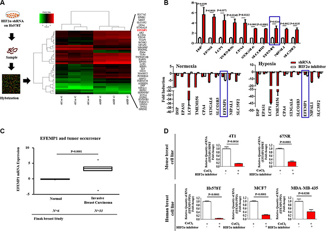 The expression levels of EFEMP1 are significantly suppressed by HIF2&#x03B1; knockdown.