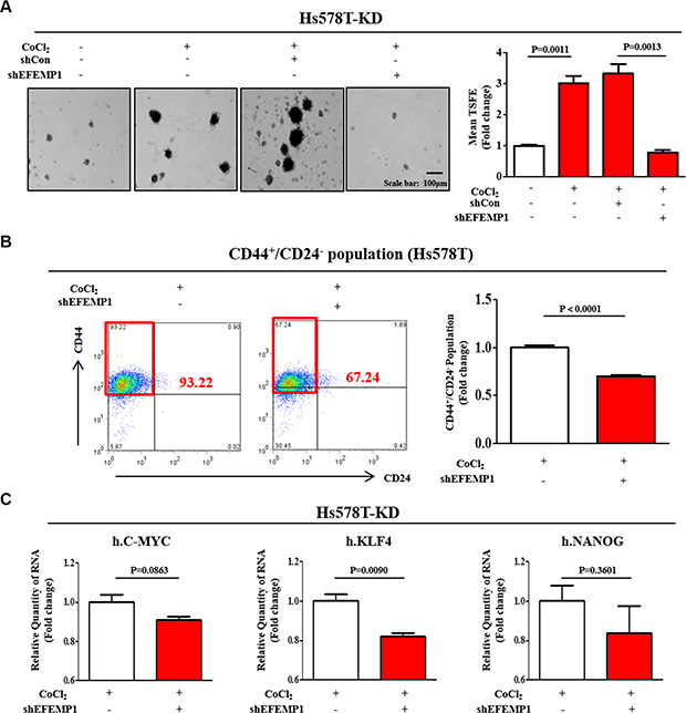 EFEMP1 knockdown suppressed CoCl2-induced growth and stemness-related features of BCSCs.