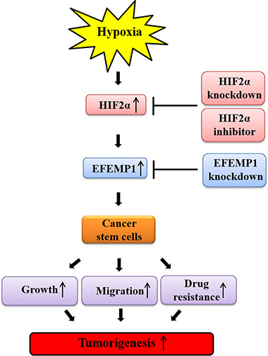 Schematic summary of the role of the HIF2&#x03B1;/EFEMP1 cascade in the development of metastatic breast cancer.