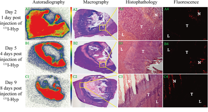 Dynamic in vitro autoradiography, fluorescence microscopy and corresponding histopathology results.