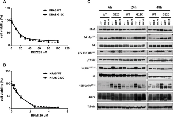 KRAS-G12C and KRAS-WT clone responses to BEZ235 and BKM120 treatments and PI3K pathway modulation.