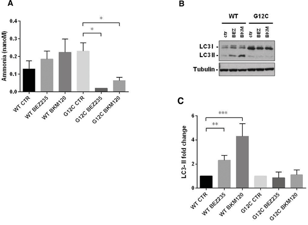 Ammonia release and autophagy in presence of KRAS isoforms after PI3K inhibitors.