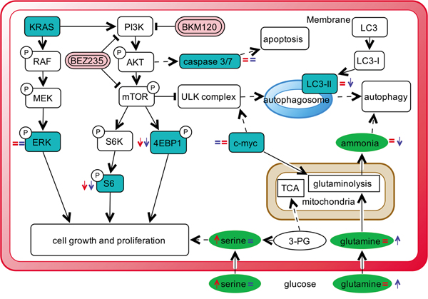 Schematic overview summing up the effects of PI3K inhibitors in NSCLC harboring G12C or WT KRAS isoforms observed in this study.