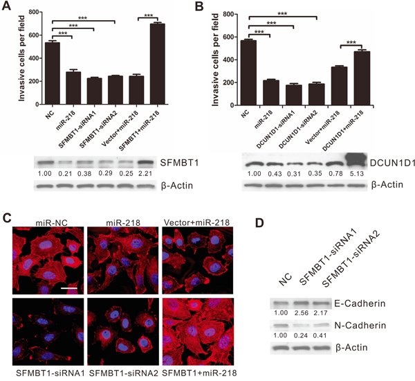 MiR-218 overexpression and SFMBT1 inhibition produce similar changes, which are restored by SFMBT1 ectopic expression in vitro.
