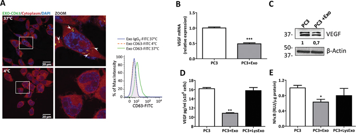 MenSCs-derived exosomes down-regulate VEGF and FGF expression and NF-&#x03BA;B activity.