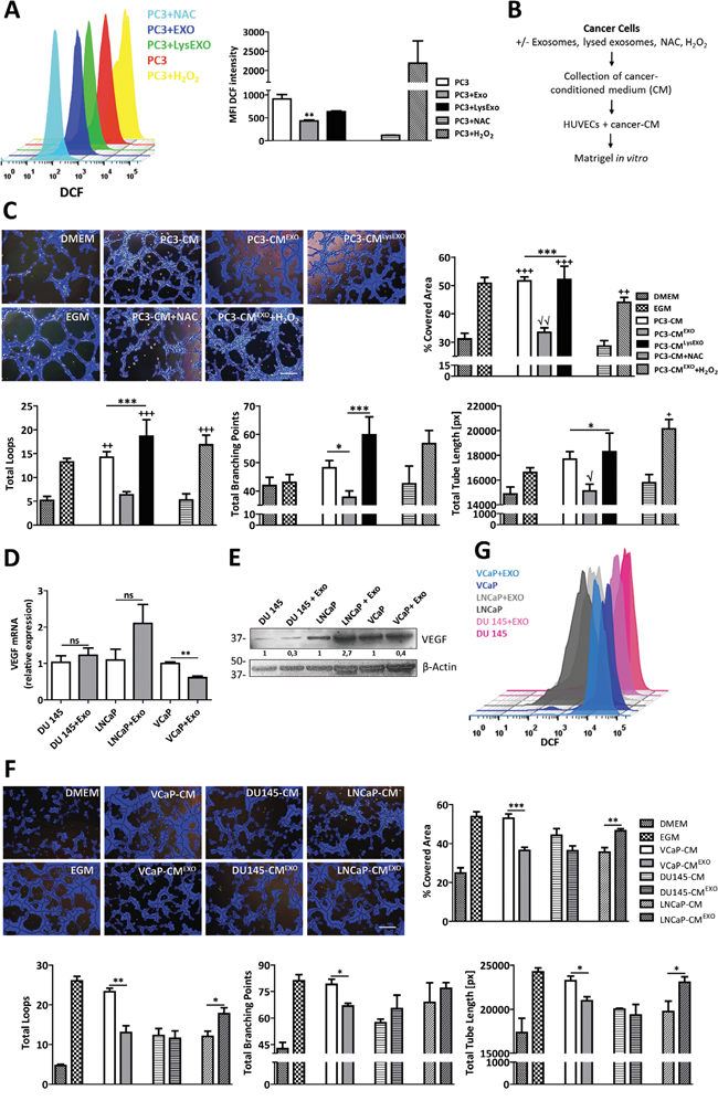 Inhibition of ROS by MenSCs-derived exosomes reduce angiogenesis in vitro.