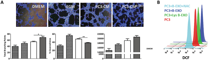 BMSCs-derived exosomes increase tumor angiogenesis in vitro.