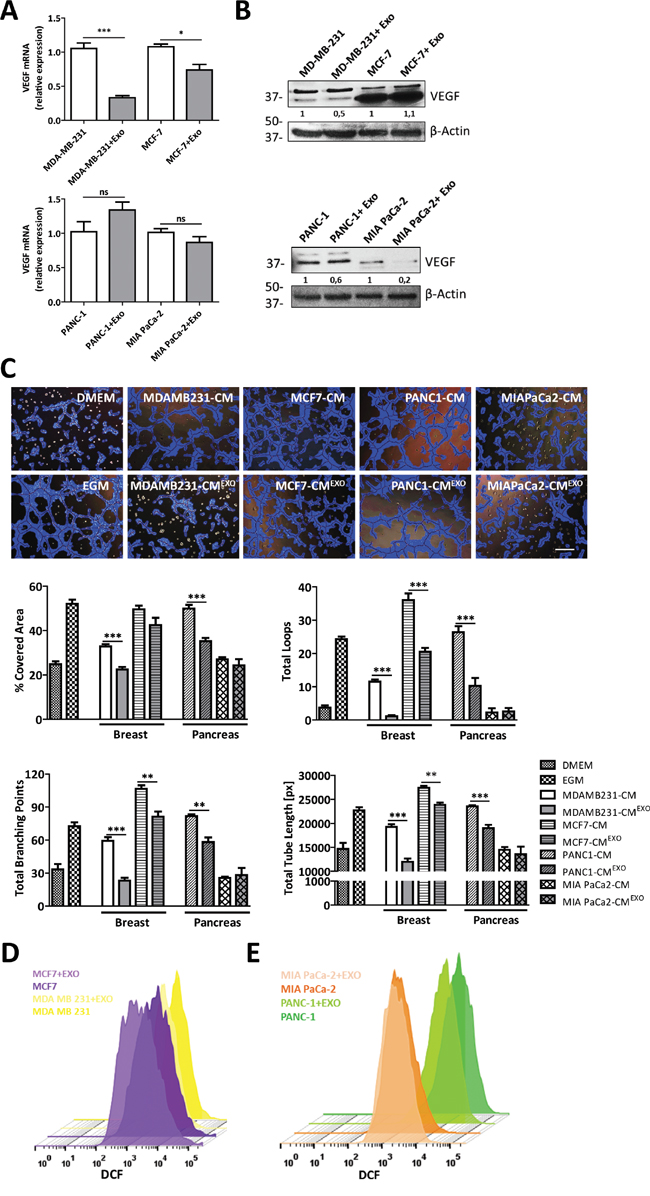 MenSCs-derived exosomes inhibition of tumor angiogenesis is cancer cell-type dependent.