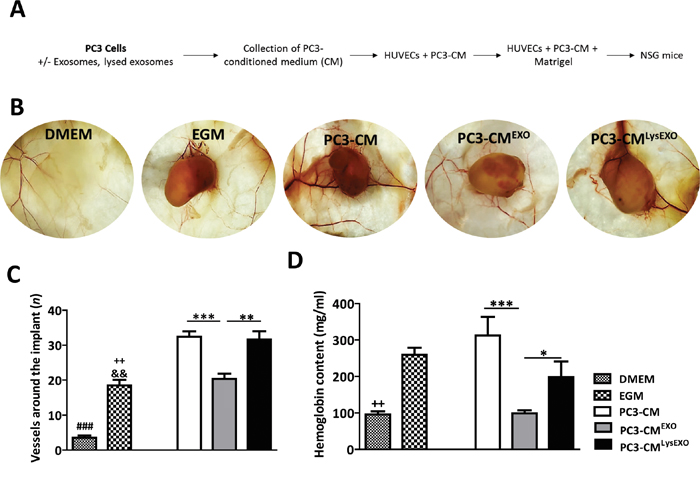 MenSCs-derived exosomes inhibit angiogenesis in vivo.