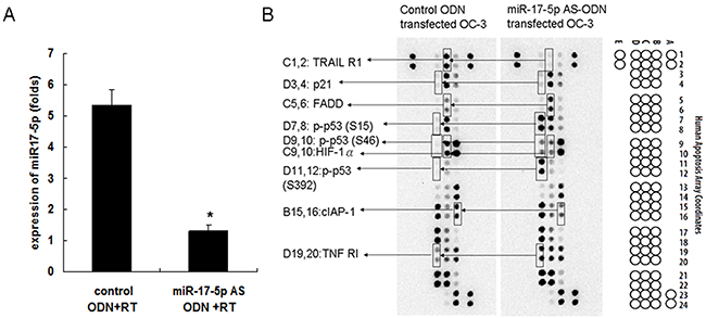 Effects of miR-17-5p AS ODN on the expression of OC3 cell apoptosis-related proteins.