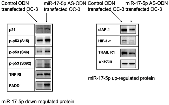 MiR-17-5p-regulated protein expressions in OC3 cells.