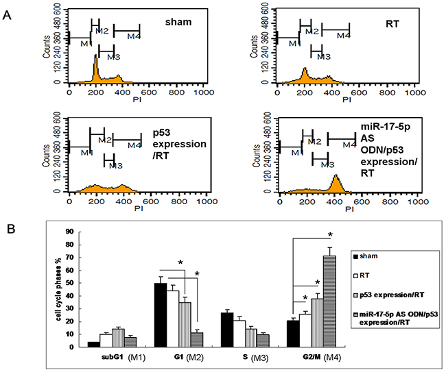 Overexpression of p53 protein-enhanced radiation-caused G2/M phase arrest in OC3 cells.